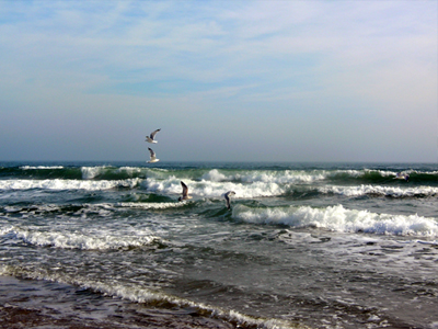 Several birds flying over the Atlantic Ocean surf in Corolla, North Carolina
