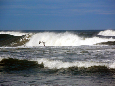 A bird flying over the Atlantic Ocean surf in Corolla, North Carolina